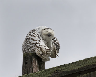 Snowy Owl._W7A6774.jpg