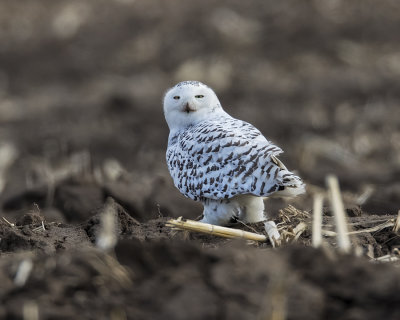 Snowy Owl._W7A7264.jpg