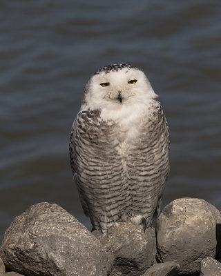 Snowy Owl_.W7A7678.jpg