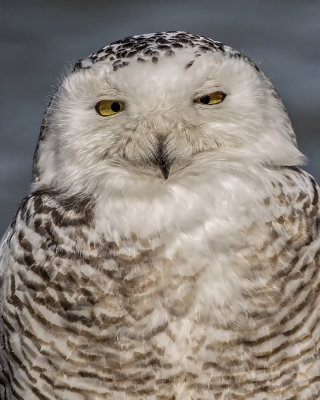 Snowy Owl._W7A7625.jpg