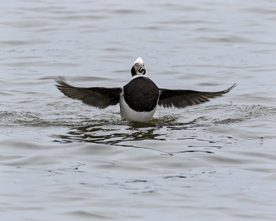 Long-tailed Duck._W7A5823.jpg