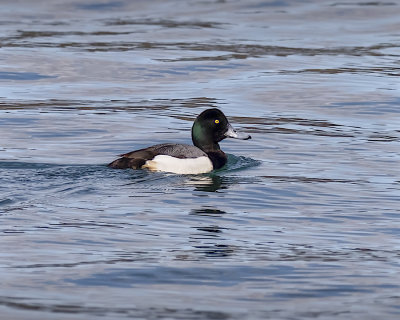 Greater Scaup._W7A8017.jpg