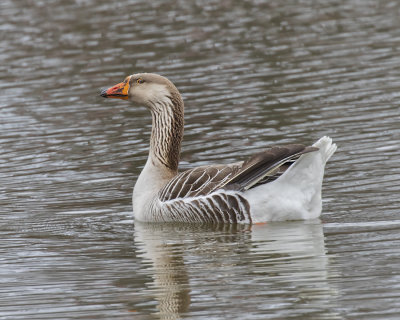 Greater White-fronted Goose._W7A8247.jpg