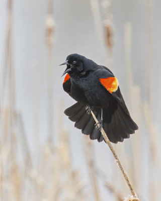 Red-winged Blackbird._W7A8311.jpg
