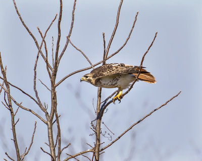 Red-tailed Hawk._W7A8352.jpg