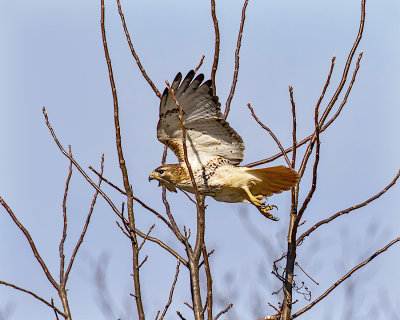 Red-tailed Hawk._W7A8353.jpg