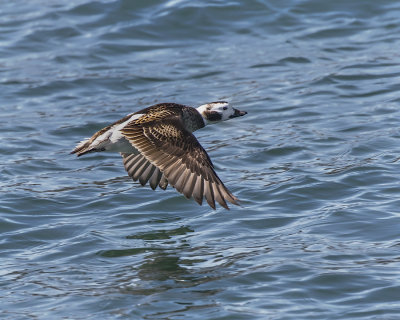 Long-tailed Duck._W7A7970.jpg