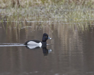 Ring-necked Duck._W7A9416.jpg