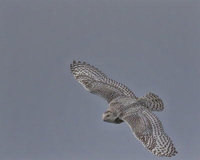 Snowy Owl._W7A1711.jpg