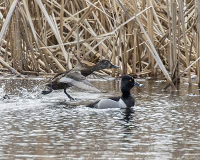 Ring-necked Duck._W7A0855.jpg