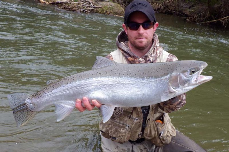 Steelhead354.jpg