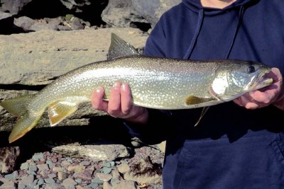 LakeTrout54.jpg