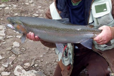 Steelhead397.jpg