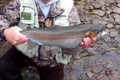 Steelhead449.jpg