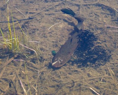 Bowfin&Fry3R.jpg