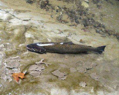 BrownTrout37.jpg