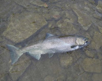 ChinookSalmon26.jpg