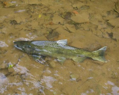 ChinookSalmon65.jpg