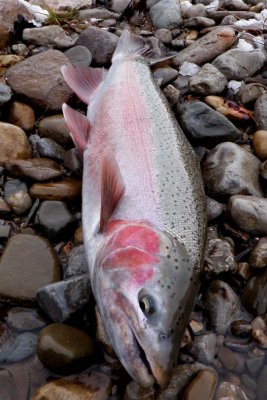 Steelhead204.jpg