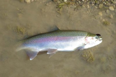 Steelhead431.jpg