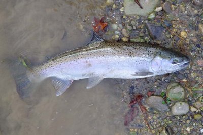 Steelhead440.jpg