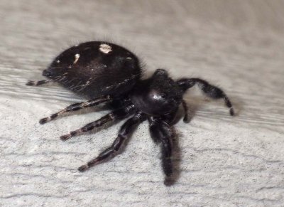 BoldJumpingSpider9.jpg