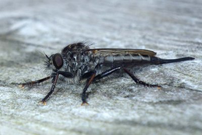 Robberfly82.jpg