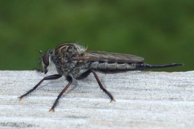 Robberfly83.jpg