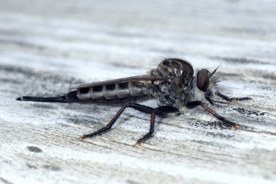 Robberfly85.jpg