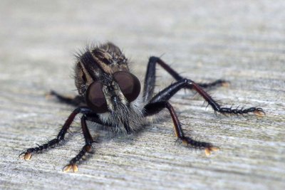 Robberfly86.jpg