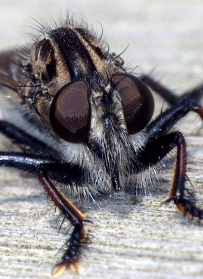 Robberfly87.jpg