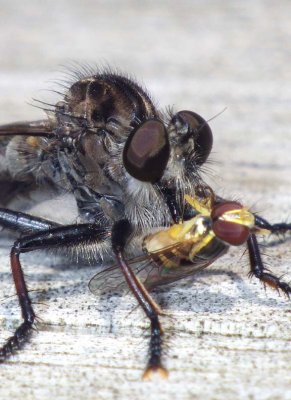 Robberfly89.jpg