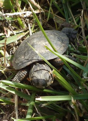 MidlandPaintedTurtleHatchling30.jpg