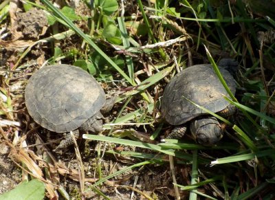 MidlandPaintedTurtleHatchling31.jpg