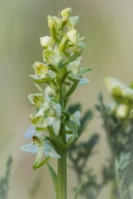 Platanthera chlorantha