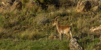 Spaanse steenbok