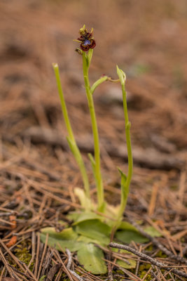 Ophrys speculum