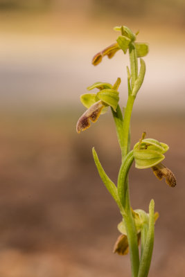 Ophrys arnoldii