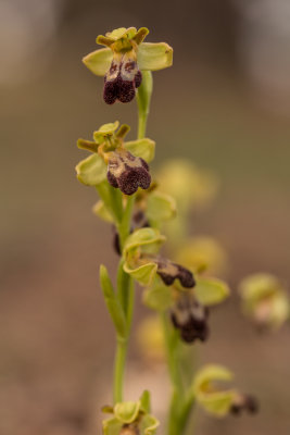 Ophrys arnoldii