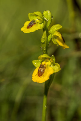 Ophrys lutea