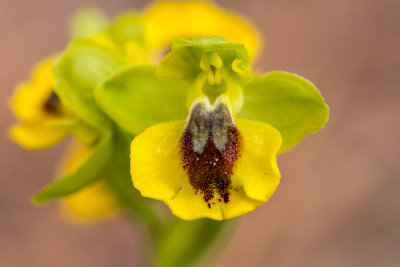 Ophrys lutea