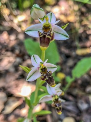 Ophrys scolopax