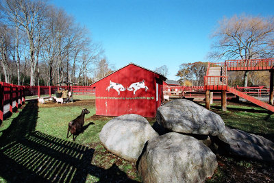 Silverman's Goat Farm 