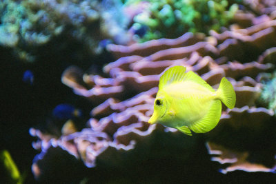 Yellow Tang