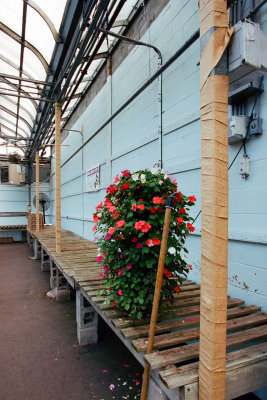 Last plant standing before the changeover in the local greenhouse