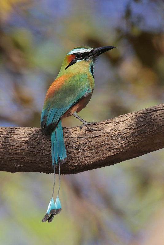 Turquoise-browed Motmot