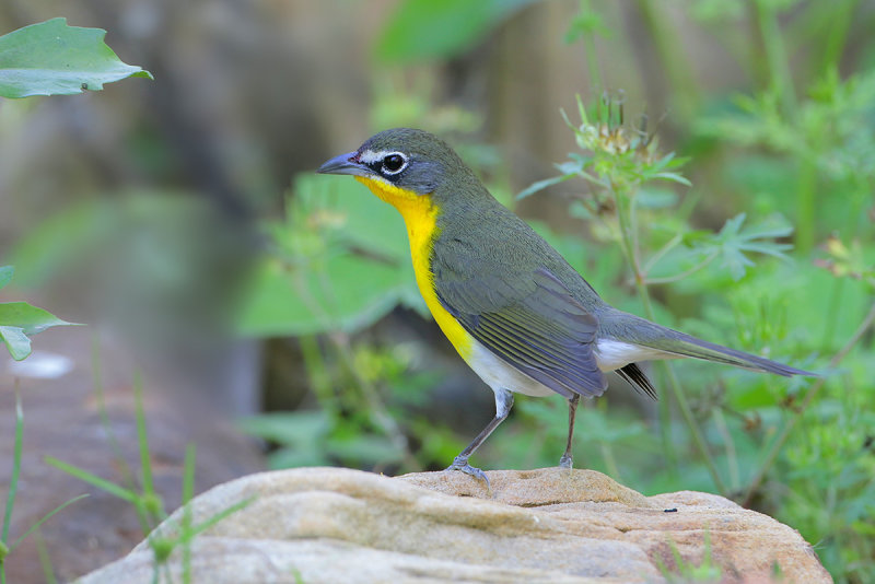 Yellow-breasted Chat