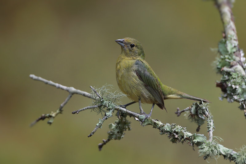 Painted Bunting