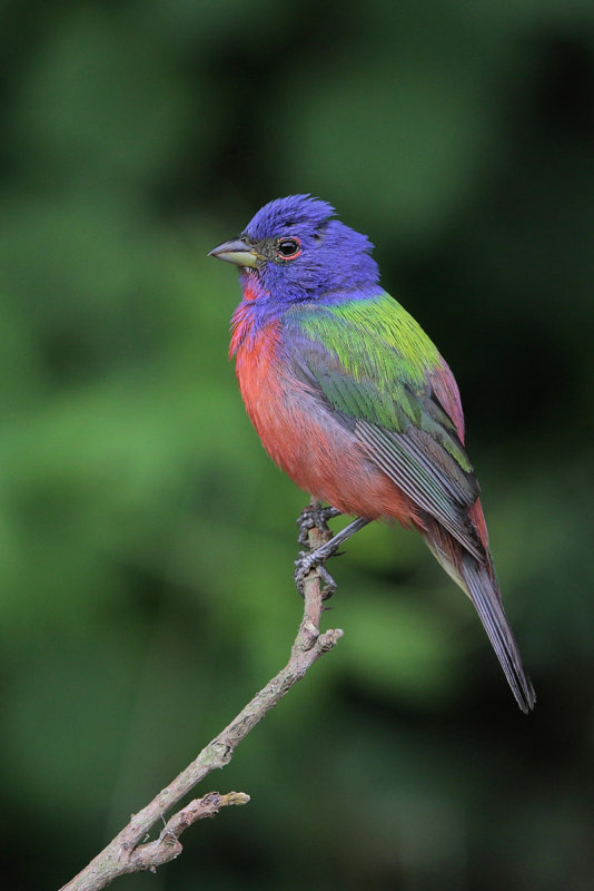 Painted Bunting