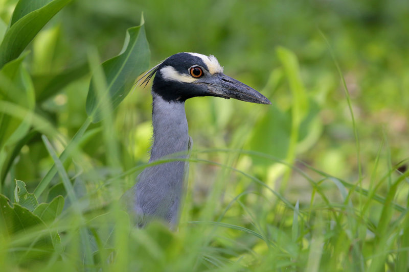 Yellow-crowned Night Heron